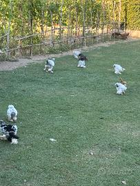 Coppie Pulcinotti Brahma