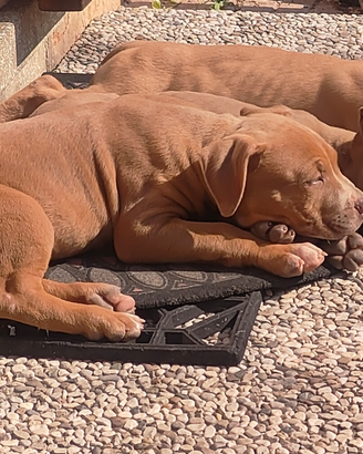 Pitbull