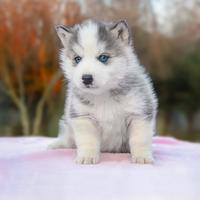 Cucciolo Siberian Husky