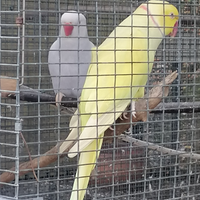 Coppia riproduttiva di parrocchetto dal collare