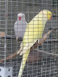 Coppia riproduttiva di parrocchetto dal collare