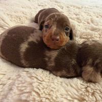 Bassotto tedesco nano kaninchen a pelo corto Enci