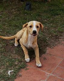 Dono cagnolino
