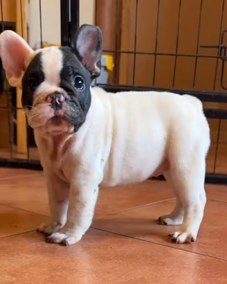 Bulldog francese cuccioli