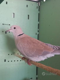 Tortore dal collare mutate