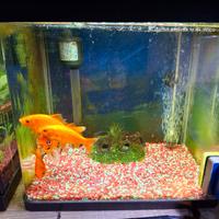 Pesci rossi con acquario