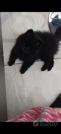Spitz tedesco