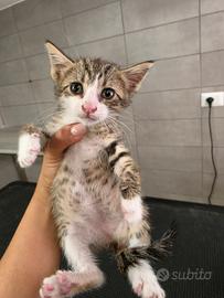 Gattina - gatti
