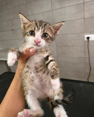 Gattina - gatti