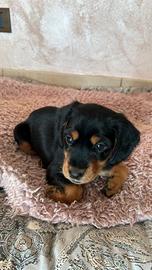 Cuccioli incrocio con Cocker