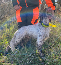 Setter inglese maschio