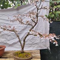 pre bonsai 