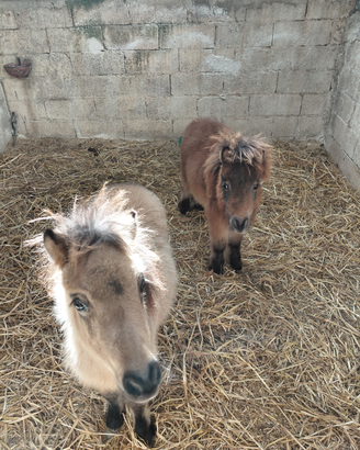 Coppia falabella