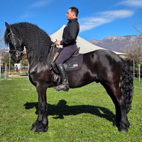 Cavallo frisone sella e carrozza