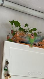 Inseparabili roseicollis sessati