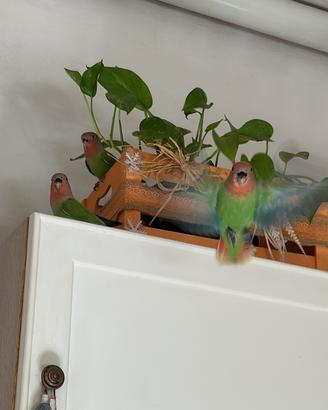 Inseparabili roseicollis sessati