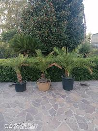 Palme