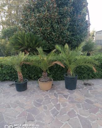Palme