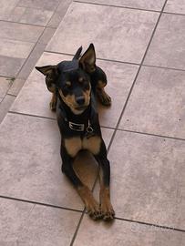 Pinscher nano nero focato