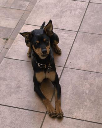 Pinscher nano nero focato