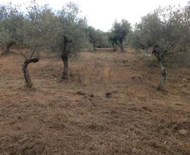 Terreno 3200 mq