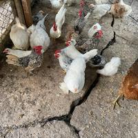 Gallinelle(chechette nostrane pepoe)