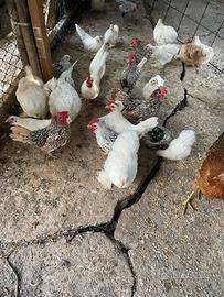 Gallinelle(chechette nostrane pepoe)