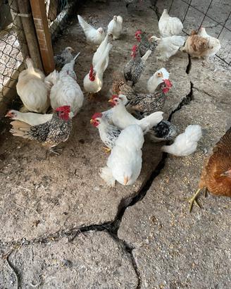 Gallinelle(chechette nostrane pepoe)