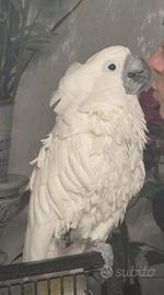 Pappagallo cacatua