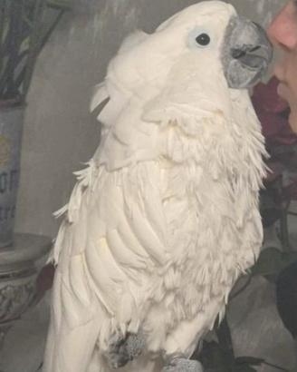 Pappagallo cacatua