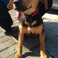 Cucciola 6 mesi tg media