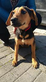 Cucciola 6 mesi tg media