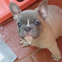 Bulldog francese