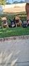 bouledogue-francese-