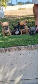 bouledogue francese 