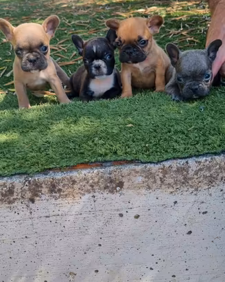 bouledogue francese 