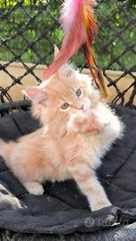 Cucciola Maine Coon