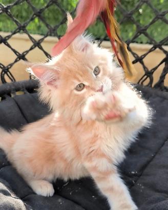 Cucciola Maine Coon