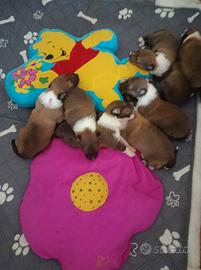 Disponibili cuccioli pastore scozzese