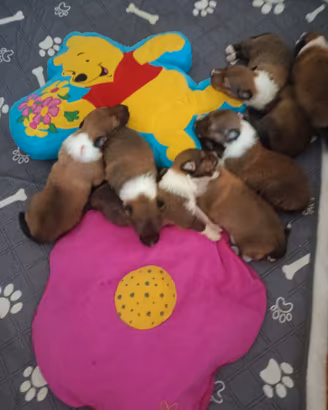 Disponibili cuccioli pastore scozzese