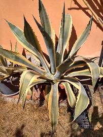 Piante Agave grandi ecc.