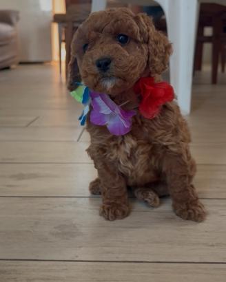 Cuccioli di barboncini nani