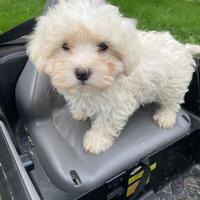 Cucciolo di Maltese