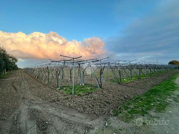 TER. AGRICOLO A CERIGNOLA