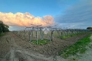 TER. AGRICOLO A CERIGNOLA