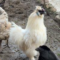 Gallo Moroseta