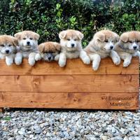 Cuccioli akita inu