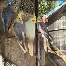 Calopsite e diamantini