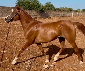 Cavallo