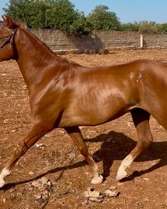 Cavallo